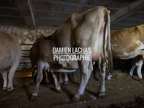 vacances 2015 lozere ferme animaux 016