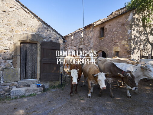 vacances 2015 lozere ferme animaux 017