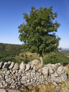 vacances 2015 lozere le-villaret 029