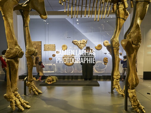 musee confluence mars2015 salle 2 017