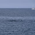 ecosse ile-mull baleine 002