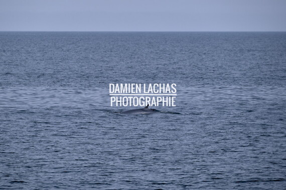 ecosse ile-mull baleine 003