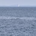 ecosse ile-mull baleine 004