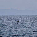 ecosse ile-mull baleine 006