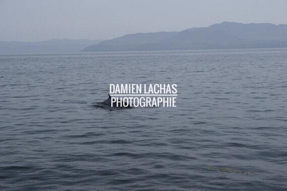 ecosse ile-mull baleine 007