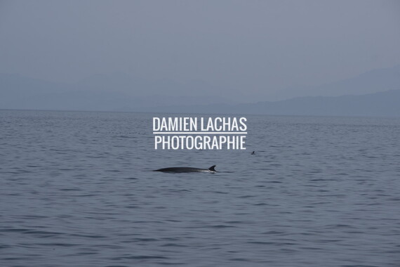 ecosse ile-mull baleine 009