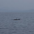 ecosse ile-mull baleine 010