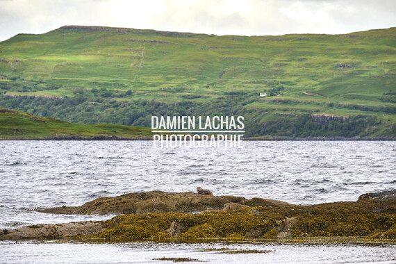 ecosse ile-mull loutre 004