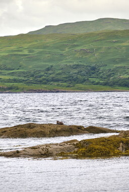 ecosse ile-mull loutre 005