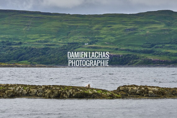 ecosse ile-mull phoque 002