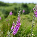 ecosse ile-mull salen 008