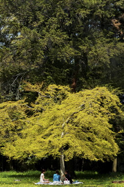 japon kyoto 034