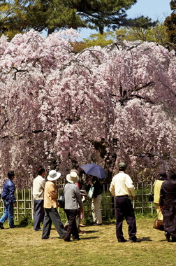 japon kyoto 039
