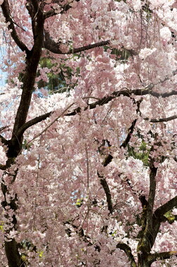 japon kyoto 041