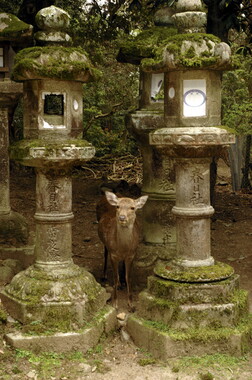 japon kyoto nara 013