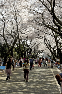 japon tokyo fete park ueno 002
