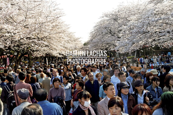 japon tokyo fete park ueno 007