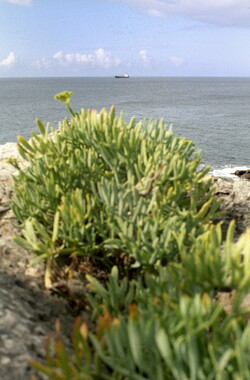 dl lisbonne bateaux 007