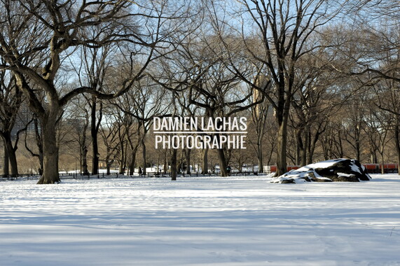dl new york central park 003