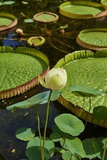 pays-bas aout2014 jardin des plantes 003