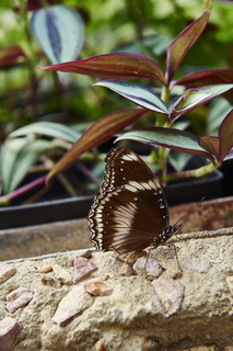 pays-bas aout2014 jardin des plantes 028