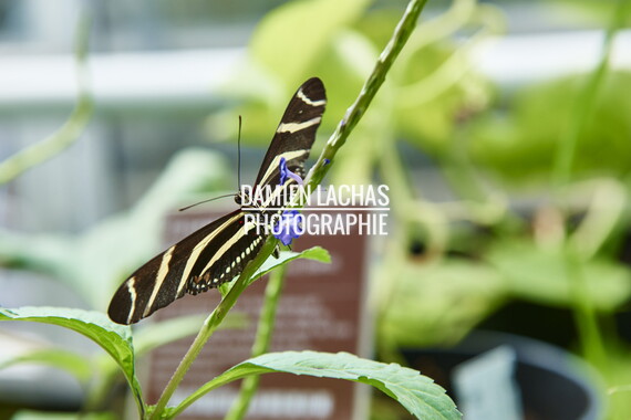 pays-bas aout2014 jardin des plantes 029
