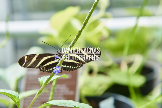 pays-bas aout2014 jardin des plantes 030