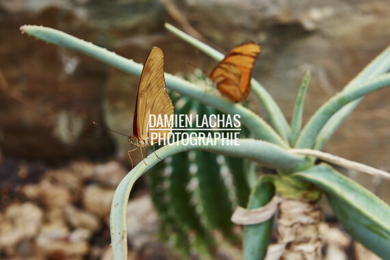 pays-bas aout2014 jardin des plantes 034