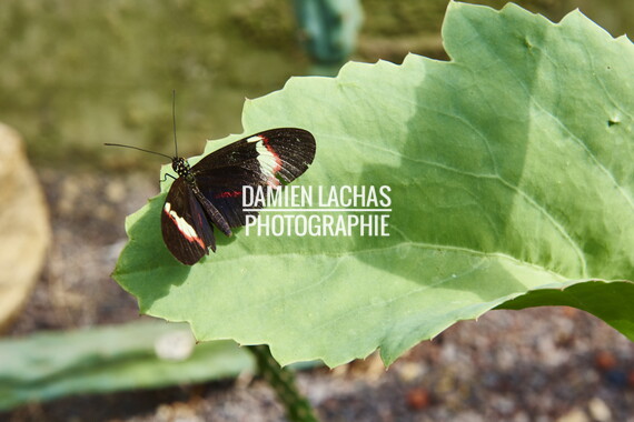 pays-bas aout2014 jardin des plantes 035