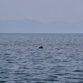 ecosse ile-mull baleine 006