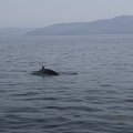 ecosse ile-mull baleine 007