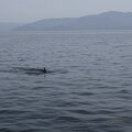 ecosse ile-mull baleine 008