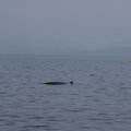 ecosse ile-mull baleine 009